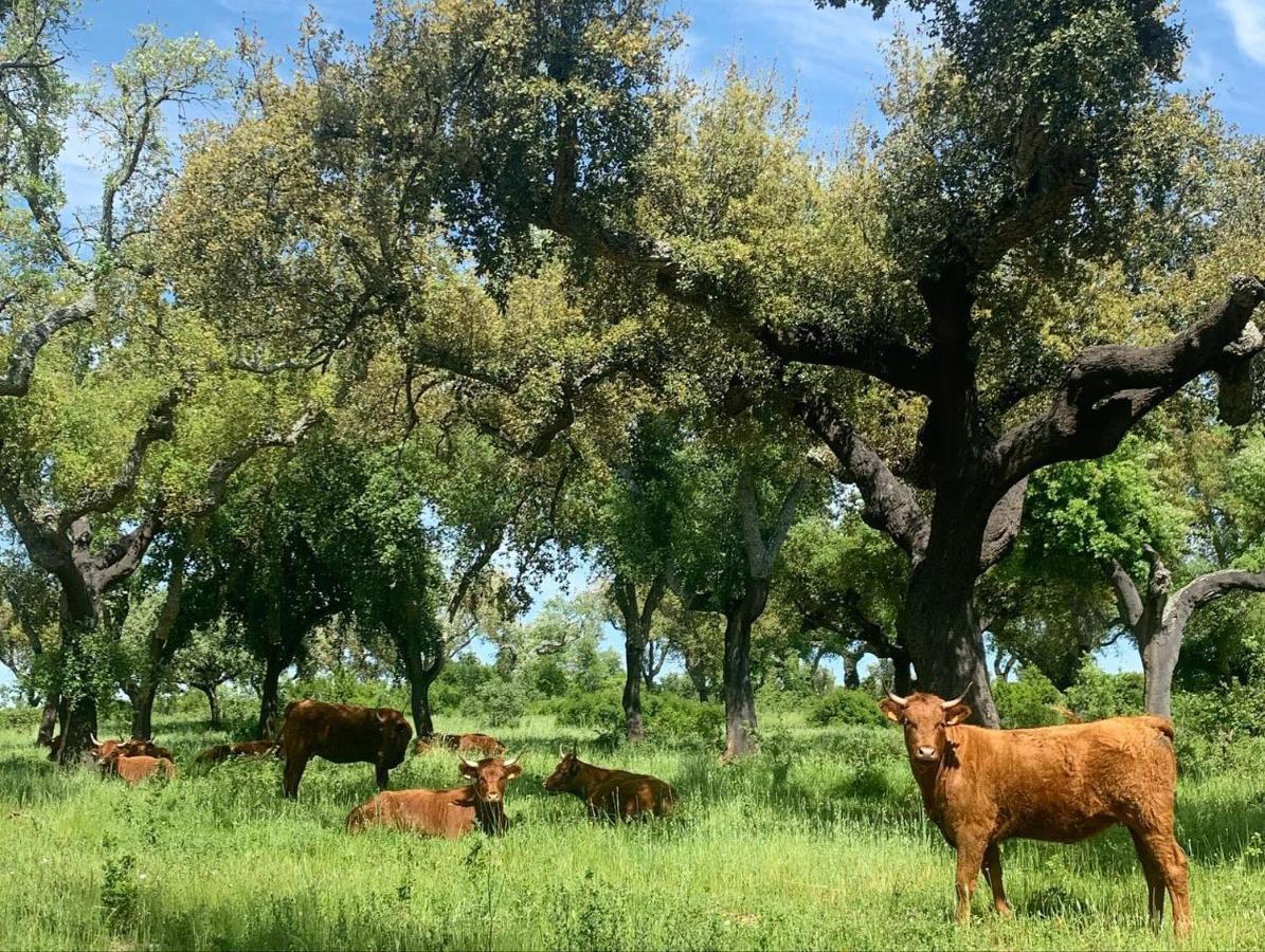 Herdade Da Maridona - Agroturismo Estremoz Eksteriør billede